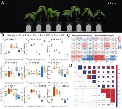 Comparative transcriptomic analysis reveals the molecular mechanism underlying seedling heterosis and its relationship with hybrid contemporary seeds DNA methylation in soybean